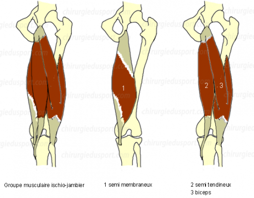 ischio-jambier-semi-tendineux-semi-membraneux-biceps.png